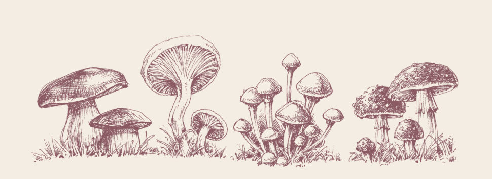 Mushroom Management banner