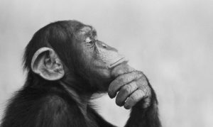 The best kind of boring: if you want to be creative, start being bored. Image 2: content chimp thinking.